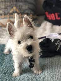 West Highland White Terrier Puppies For Sale In Michigan Beverly Walke Westie Dogs Westie Puppies White Terrier