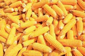 Maiz Bonzi Imagen De Stock Corn Stock Photos Photo