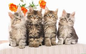 We did not find results for: Cats Flowers Fluffy Wallpaper Background Best Stock Photos Toppng