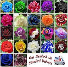 Pin On Multicolored Roses