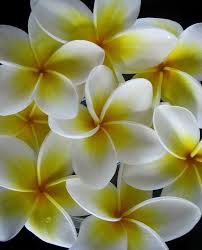 Frangipani Plumeria Flowers Beautiful Flowers
