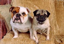 Bulldogology Pet Solutions English Bulldog Bulldog Breeds Bulldog