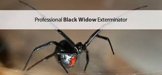 You may also notice redness and swelling near the bite, and might even see one or two small fang how to prevent black widow spider bites. Mesa Black Widow Exterminator Varsity Termite And Pest Control