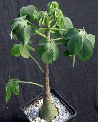 Image result for Ipomoea linosepala