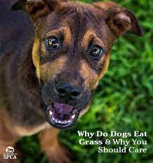 Why Do Dogs Eat Grass And Why You Should Care