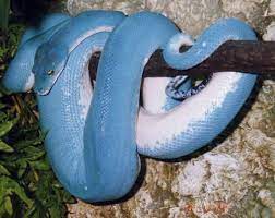 Holy Blue Snakes Reptiles And Amphibians Snake Reptiles