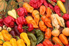 Chilisorten: Die besten scharfen & milden Chilis - Plantura
