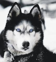 Siberian Husky Black And White Blue Eyes Blue Eyed Husky I Want A Husky Caini Huski Husky Siberian