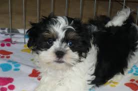Buy Malshi Puppies Buy Puppies In Tucson With The Paw Palace