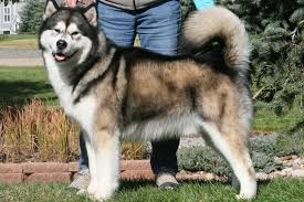 Alaskan Malamute Breed Information Alaskan Malamute Images