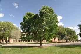 Image result for Fraxinus velutina