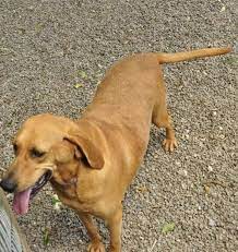 Adopt Jasabelle On Petfinder Bloodhound Bloodhound Dogs Coonhound