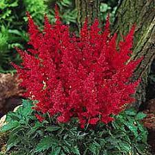 Jul 13, 2020 · different plants either require or tolerate varying degrees of garden shade, which can range anywhere from dense or full shade to dappled or partial shade. Red Astilbe Brightly Colored Shade Plants Shade Plants Shade Flowers Plants