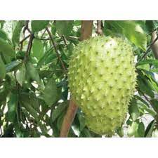 ทุเรียนเทศ ( soursop ) สมุนไพร ต้นทุเรียนเทศเป็นอย่างไร สรรพคุณของทุเรียนเทศ เช่น บำรุงประสาท ลดการติดเชื้อ ลดความเครียด ช่วยให้หลับสบาย โทษเป็น. à¸• à¸™à¸— à¹€à¸£ à¸¢à¸™à¹€à¸—à¸¨à¸— à¹€à¸£ à¸¢à¸™à¸™ à¸³ à¸• à¸™à¸ª à¸‡ 40 60cm 1 à¸• à¸™ Shopee Thailand