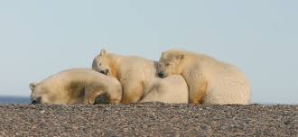 global polar bear population size is about 26 000 20 000