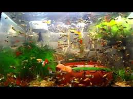 Top Fish Tank Aquariums Adding Salt To Million Guppies Fish Collection Aqu About Ideasaquarium Sharkfish Tanksaquarium N Guppy Fish Fish Tank Tank Wallpaper