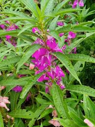 Image result for Balsaminaceae