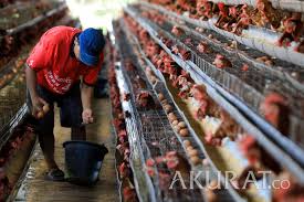 Sektor pedaging (2007) ayam pedaging 83.89%. Permintaan Tinggi Jajal 5 Bisnis Peternakan Menjanjikan Portal Agribisnis Indonesia