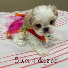 Click here to view our available puppies! Tuscany S Tiny Shih Tzu Wa Imperial And Teacup Puppy Breeder Home Facebook