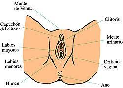 Check spelling or type a new query. El Aparato Reproductor Femenino