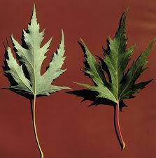 Image result for Aceraceae