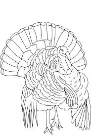 The King Of Wild Turkey Coloring Pages Turkey Drawing Turkey Coloring Pages Animal Coloring Pages