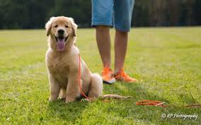 O Golden Retriever Tambem E Um Cachorro Matilhando Psicologia Canina
