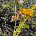 Image result for Crassocephalum montuosum