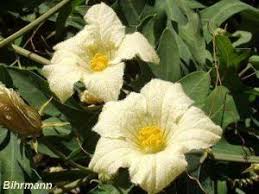 Image result for Clutia sessilifolia