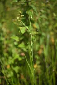 Image result for Caperonia fistulosa