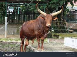 Sapi Afrika Ankole Watusi Cattle The Animal S Horn Is Capable Of Lengths Up To 2 4 Meters The Horn Is Used As A Defense Tool Animals Cattle Stock Photos