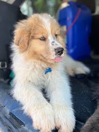 What is our Aussie mixed with? : rAustralianShepherd