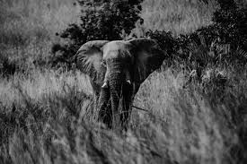 Clean and polished with a touch of the croc. African Elephant The Dream Village