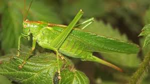 Welches insekt beißt und welches sticht und was man dagegen tun kann, haben wir zusammengestellt. Nabu Insektensommer 2019 Haufige Insekten Erkennen Ndr De Ratgeber Garten