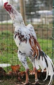Great Shamo Rooster Galos Indios Racas De Galinhas Aves Selvagens