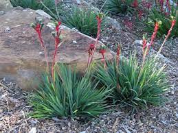 Anigozanthos Bush Dance Is A Beautiful Red And Green Kangaroo Paw Australian Plants Kangaroo Paw Royal Blue Flowers