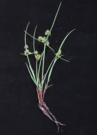 Image result for Lipocarpha rehmannii