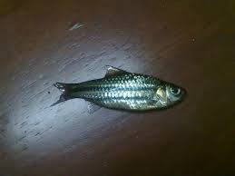 Ikan air tawar ini terkenal dengan gizinya, terutama karena kaya fosfor. Facebook