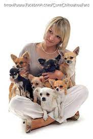 Chihuahua Razas De Perros Perros Animales Lindos