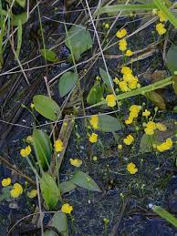 Image result for Utricularia gibba