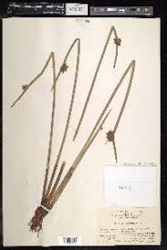 Image result for Schoenoplectiella mucronata