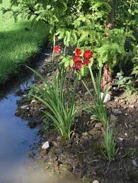 Image result for Hesperantha