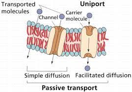 Transport In And Out Of Cells