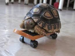 Check spelling or type a new query. My Little Tortoise On A Small Skateboard Imgur