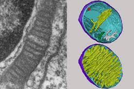 Plant cell mitochondria under microscope. Mitochondria Under The Microscope Science Learning Hub