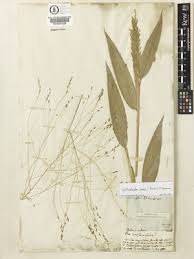 Image result for Orthoclada africana