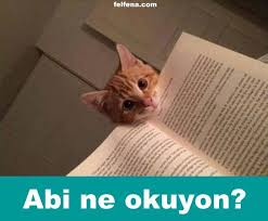 Merakli Kedi Komik Hayvan Fotograflari Kedi Komik