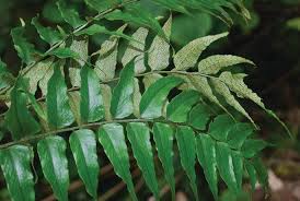 Image result for Parkeriaceae