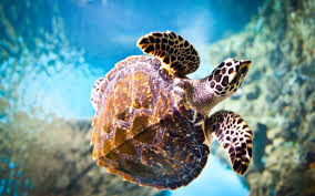 turtle wallpapers top free turtle