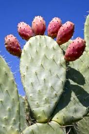Recolte Des Fruits De Figue De Barbarie Quand Et Comment Cueillir Des Cactus De Figue De Barbarie Fr Haenselblatt Com